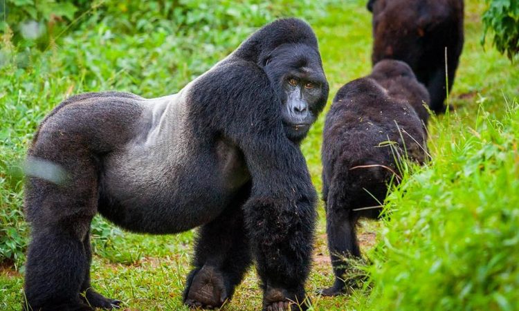 Mountain Gorillas Rwanda