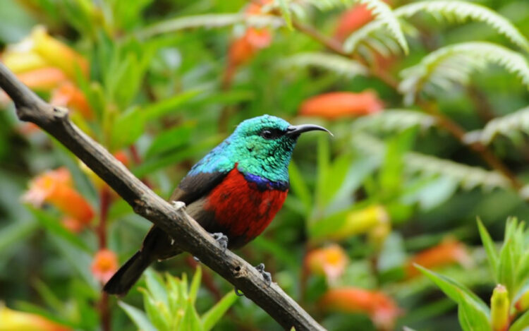 bird species Rwanda national park